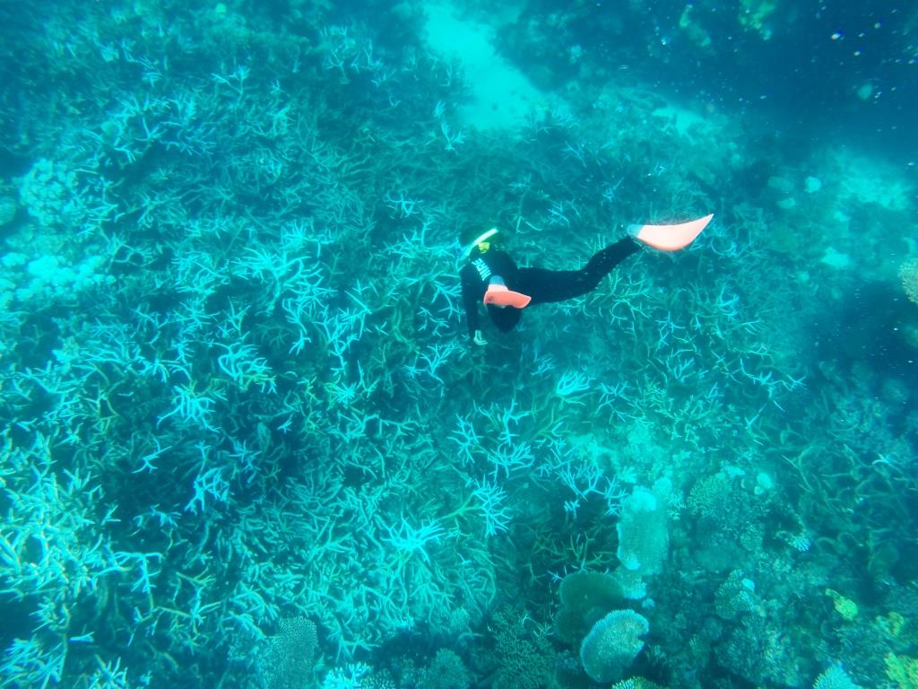 Senior Coral Reefs