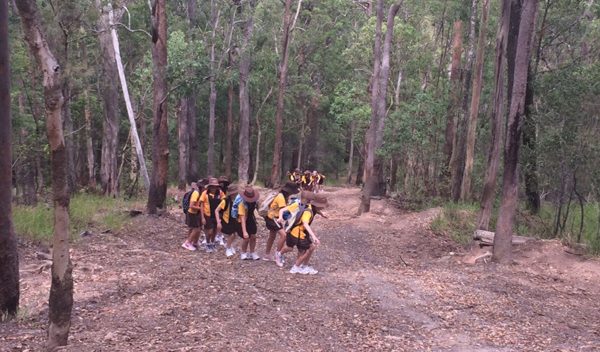 3-6 Eucalypt Forest