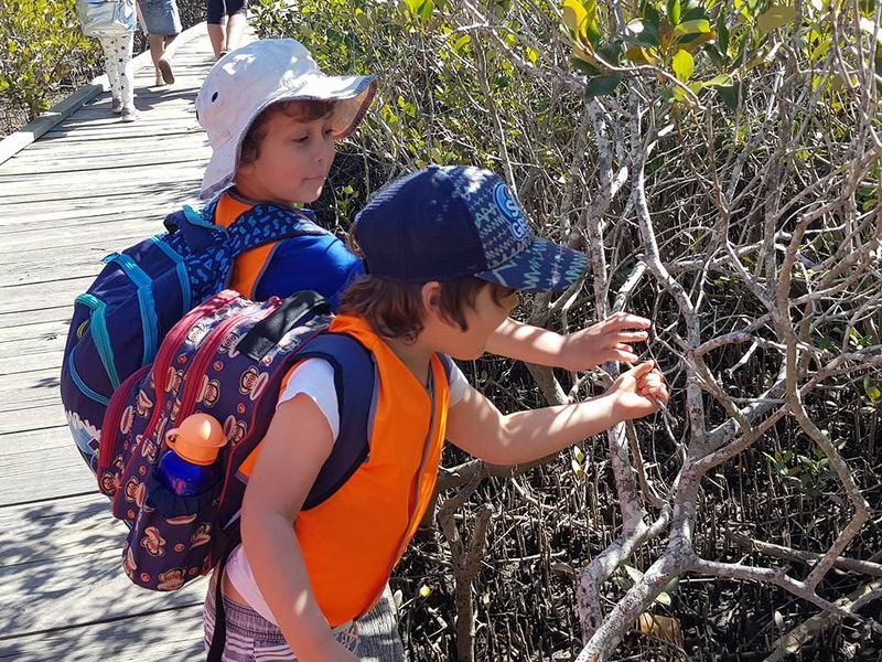 P/K-2 Mangroves