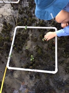 Tertiary Mangroves