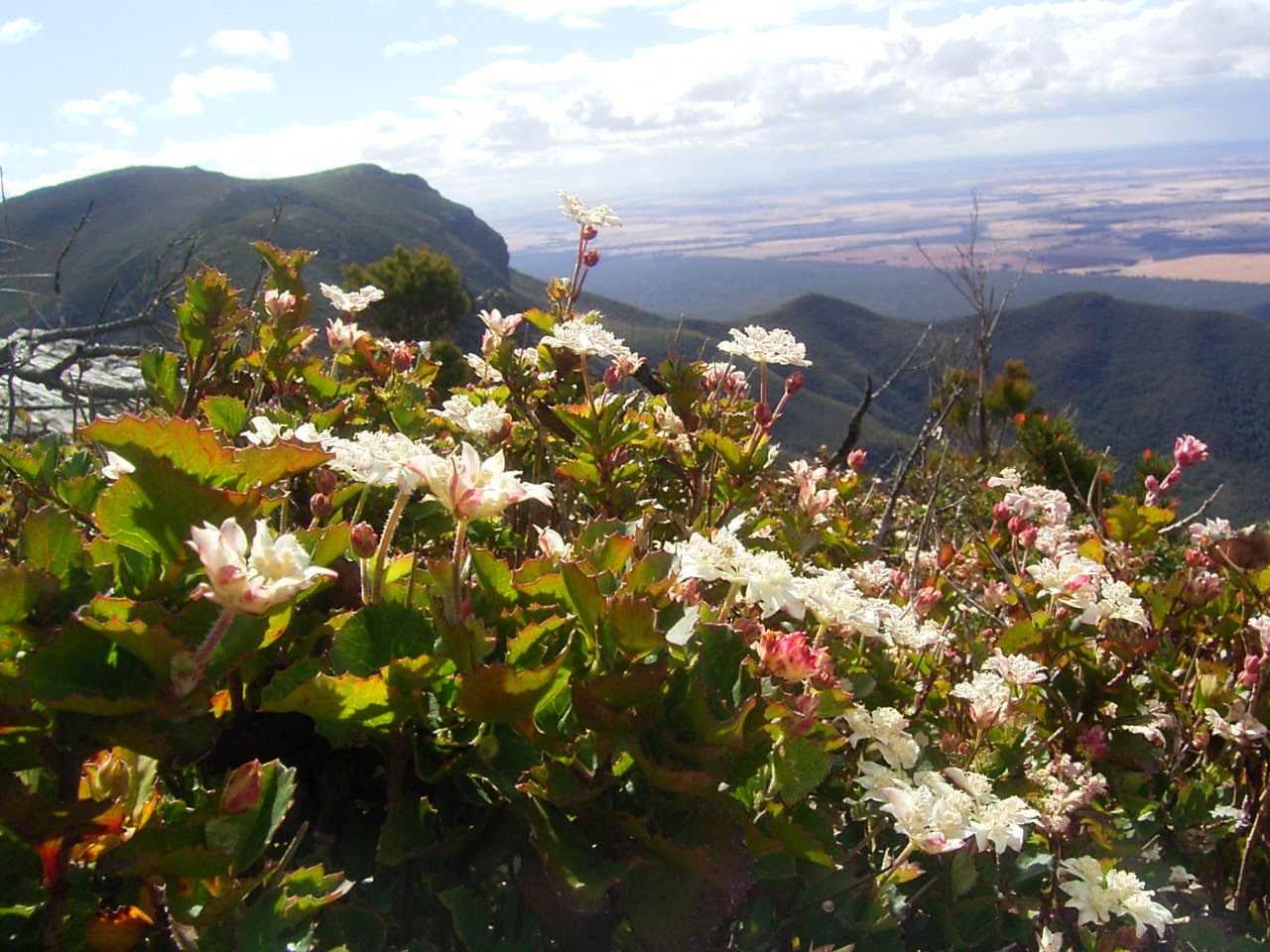 Tertiary Heathland