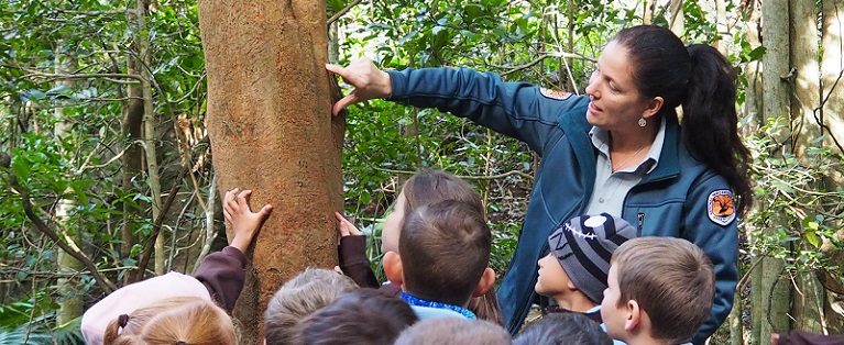 3-6 Rainforest Studies