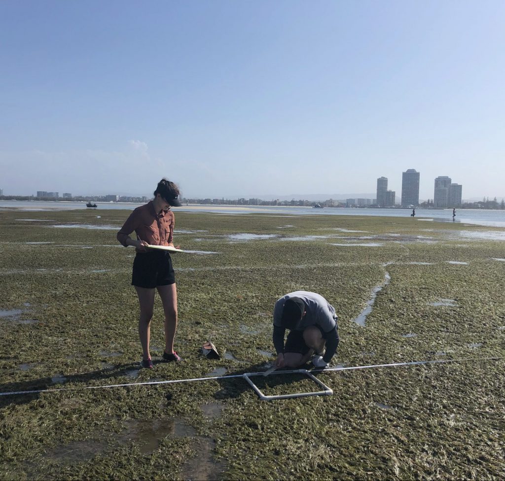 Senior Seagrass Meadows