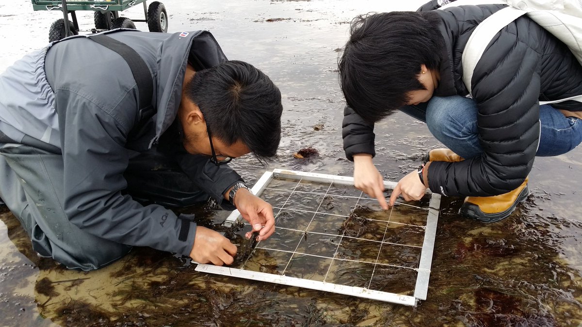 Tertiary Seagrass Meadows